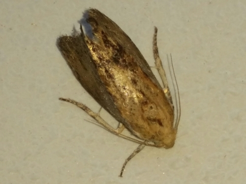 Galleria mellonella