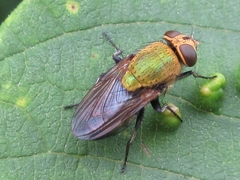 Isomyia prasina