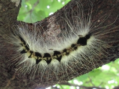 Acronicta major