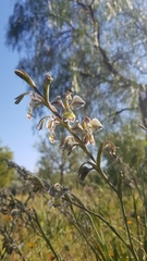 Gladiolus orchidiflorus