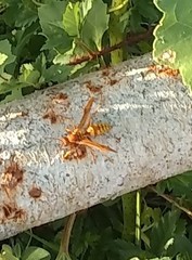 Polistes apachus