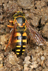 Bicyrtes insidiatrix