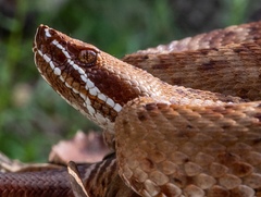 Crotalus willardi amabilis