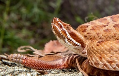 Crotalus willardi amabilis