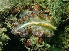 Pseudobiceros fulgor