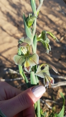 Gladiolus orchidiflorus