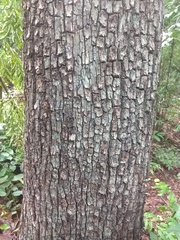 Terminalia elliptica