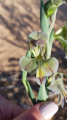 Gladiolus orchidiflorus