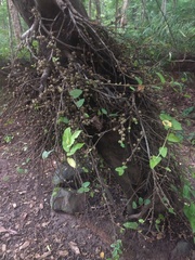 Ficus semicordata