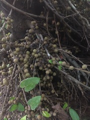 Ficus semicordata