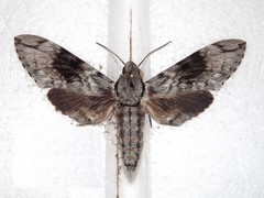Psilogramma exigua
