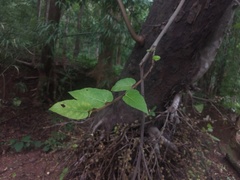 Ficus semicordata