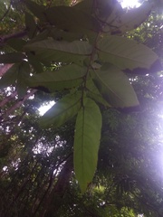 Ficus semicordata