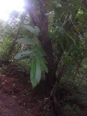 Ficus semicordata