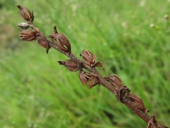 Spiranthes sinensis