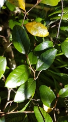 Nothofagus × solfusca