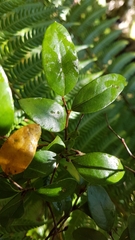 Nothofagus × solfusca
