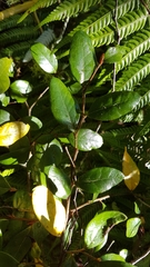 Nothofagus × solfusca