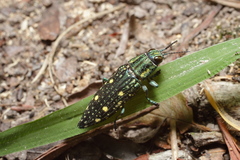 Nipponobuprestis amabilis