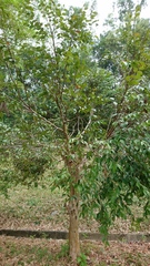 Koompassia malaccensis