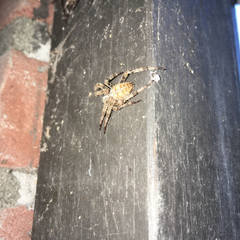 Araneus diadematus