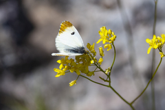 Anthocharis euphenoides