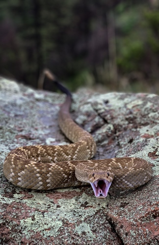 Western Black-tailed Rattlesnake, Chihuahua, MX, photo 8 of 10