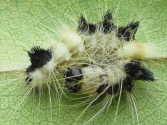 Acronicta major