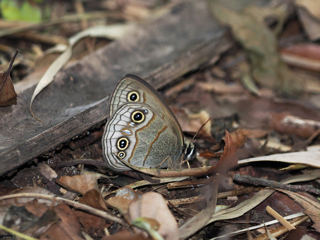 Palaeonympha