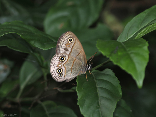 Palaeonympha opalina