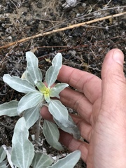 Helianthus niveus