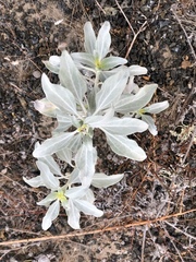 Helianthus niveus