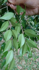 Koompassia malaccensis