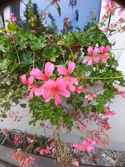 Ciconium