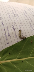 Danaus chrysippus