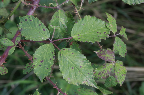 Lindley's Bramble