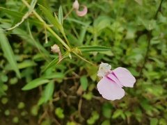 Impatiens chinensis
