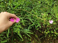 Impatiens chinensis