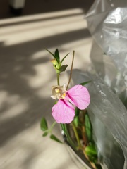 Impatiens chinensis