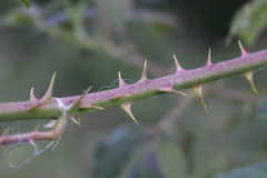 Rubus lindleianus