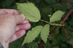 Rubus lindleianus