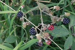 Rubus lindleianus