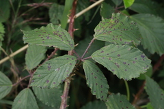 Rubus lindleianus
