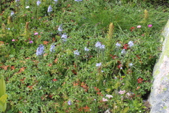 Veronica gentianoides