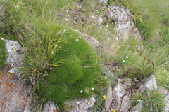 Gypsophila tenuifolia
