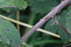 Rubus lindleianus