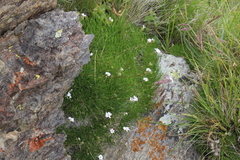 Gypsophila tenuifolia