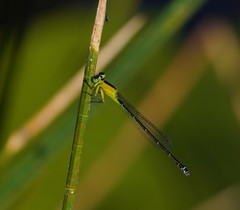 Ischnura pruinescens