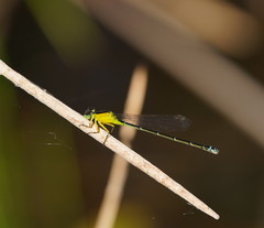 Ischnura pruinescens