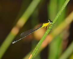 Ischnura pruinescens